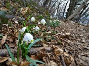 67 Campanellini-Falsi bucaneve (Leucojum vernum)